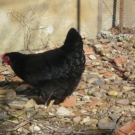 Bed and Breakfast Le Soubiran Berat Esterno foto